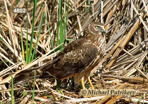 Northern Harrier (Circus hudsonius)